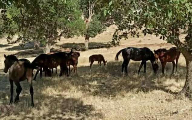حضور اسب‌های سرگردان در منطقه حفاظت شده «دینارکوه» آبدانان/ اعلام جرم علیه ۱۶ نفر