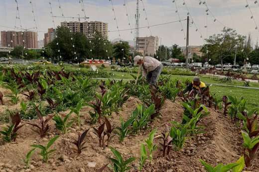 وجین گلکاری چهار پارک تحت پوشش شهرداری منطقه ۲ و میدان ائل گلی