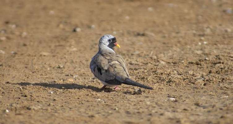 ثبت گونه یک پرنده جدید در پناهگاه حیات وحش یخاب