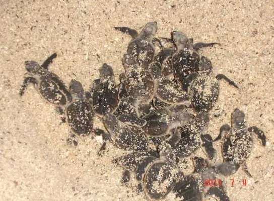 دستگیری متخلف برداشت تخم های لاکپشت های در استان بوشهر