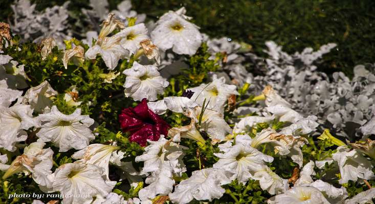 جلوه رنگ رنگ گل‌های تابستانی بر تار و پود فضای سبز تبریز