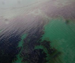 آلودگی ساحل بندرعباس به گلوله‌های نفتی