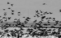 احداث بزرگترین باغ پرندگان در شمال شرق تهران