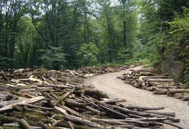 قطع درختان پارک جنگلی جهان نما با ادامه احداث بزرگراه شهید همت
