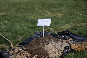 نخبگان و قهرمانان کشور در اراضی بخش مرکزی پایتخت نهال کاشتند