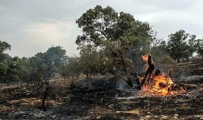 آتش‌سوزی ۵۰ هکتار از اراضی میناب