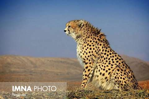 وجود یوز ایرانی در پناهگاه عباس آباد اصفهان قطعی است