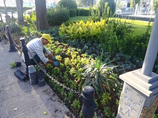 کاشت ۸۰۰ هزار نشاء گل در معابر سطح حوزه از ابتدای سال تا کنون