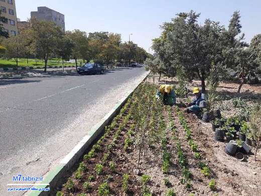 ۴۳ هزار داودی مهمان پاییزی معابر جنوب غرب تبریز