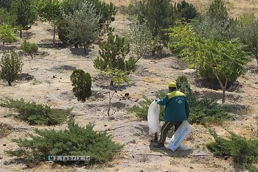 کنده کوبی پای درختان تفرجگاه جنگلی عباس میرزا