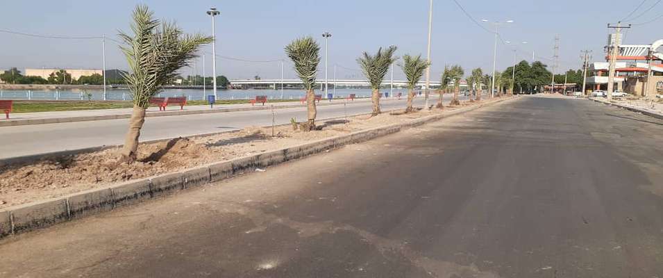 نخل های ثمرده در بلوار ساحلی توسط شهرداری خرمشهر کاشته شد