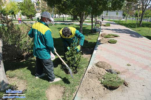 کاشت ۵۰ هزار درخت و درختچه در جنوب غرب تبریز