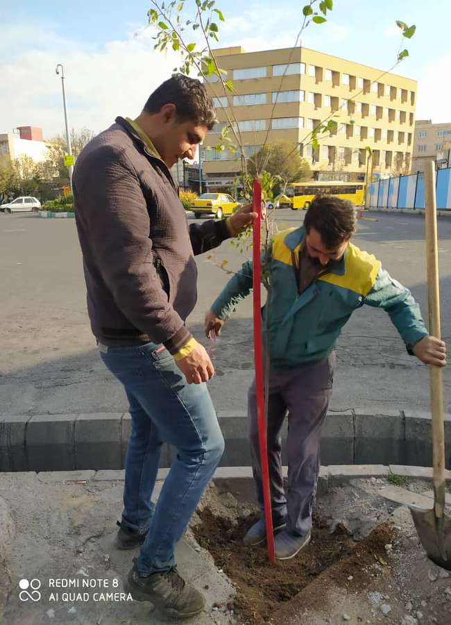 کاشت پائیزه ۲ هزار نهال در بوستان‌ها و معابر منطقه ۸