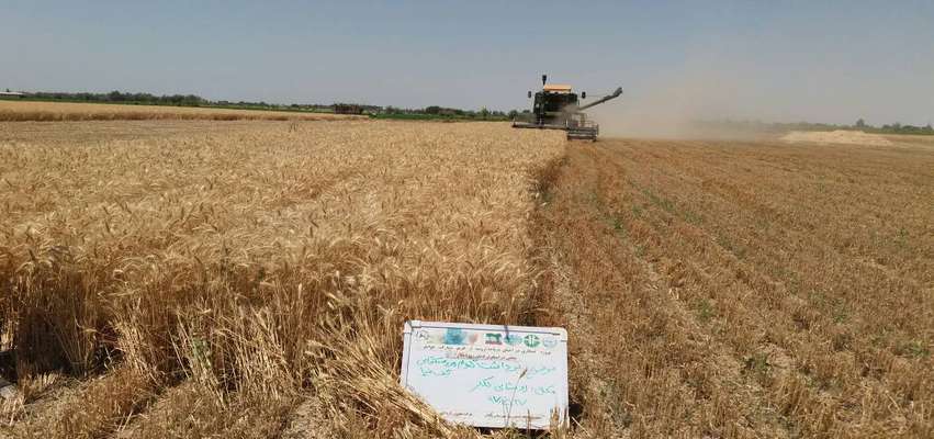 همکاری مشترک سازمان حفاظت محیط زیست و سازمان جهاد کشاورزی در راستای حفاظت و احیای تالاب‌های ایران