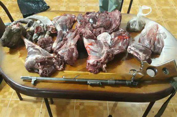 دستگیری دو نفر شکارچی متخلف در منطقه حفاظت شده کولگ / کشف لاشه یک راس کل وحشی