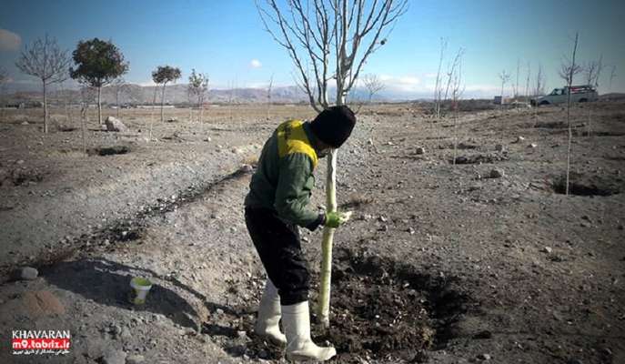 اقدامات پیشگیرانه از آفت زدگی درختان در حوزه شهرداری منطقه ۹