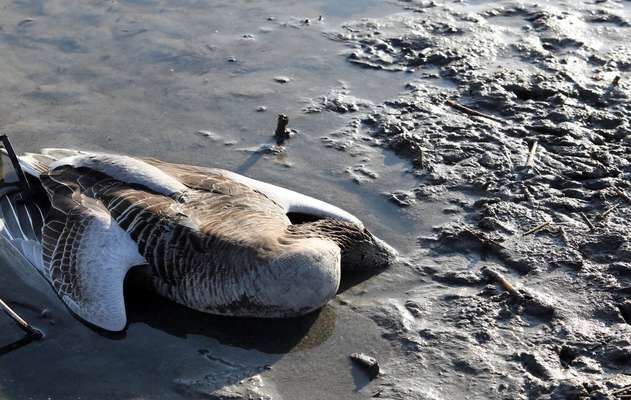 لاشه ۴۰۱ پرنده از تالاب میقان اراک جمع آوری شد