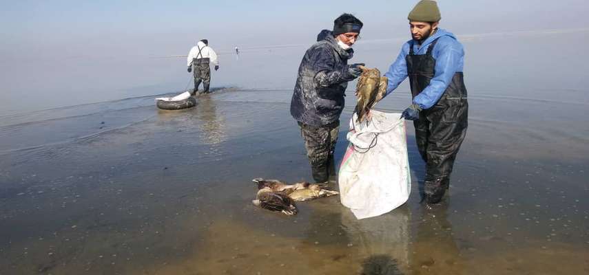 لاشه ۹۷۰ پرنده از تالاب میقان جمع آوری شد