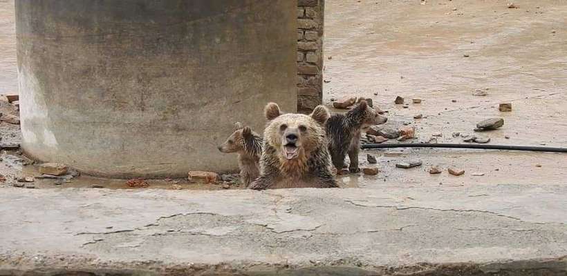 نجات یک قلاده خرس قهوه ای و ۲ توله آن توسط محیط بانان در کرمانشاه