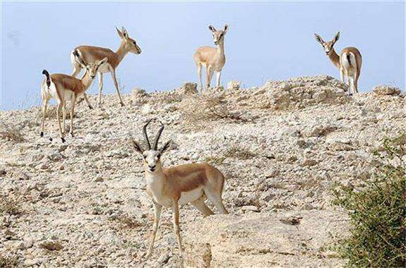 سرشماری گونه های شاخص حیات وحش در مناطق و زیستگاه‌های استان ایلام