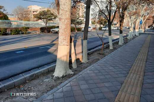 اندودکاری درختان معابر سطح حوزه شهرداری منطقه ۲ ادامه دارد