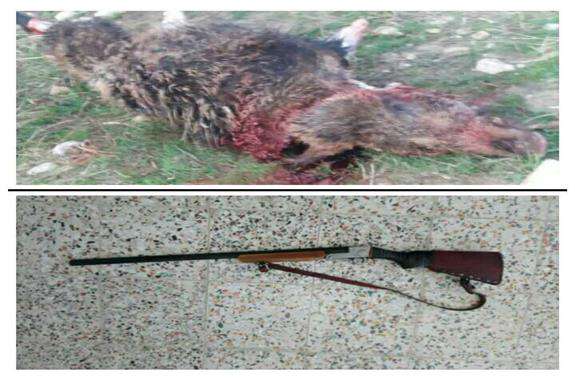 ۵ نفر شکارچی متخلف در ایوان دستگیر شدند