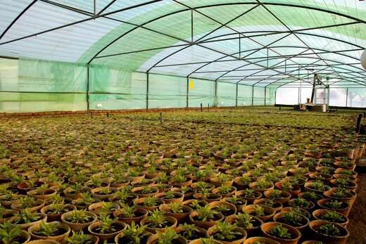 تولید و پرورش نشاء انواع گل‌های زینتی در شهرداری منطقه چهار تبریز