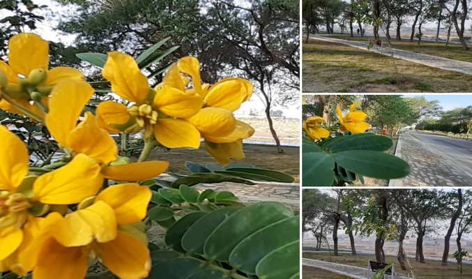 هشتاد نهال برهان گلی در پارک کوی سوم خرداد توسط شهرداری خرمشهر کاشته شد