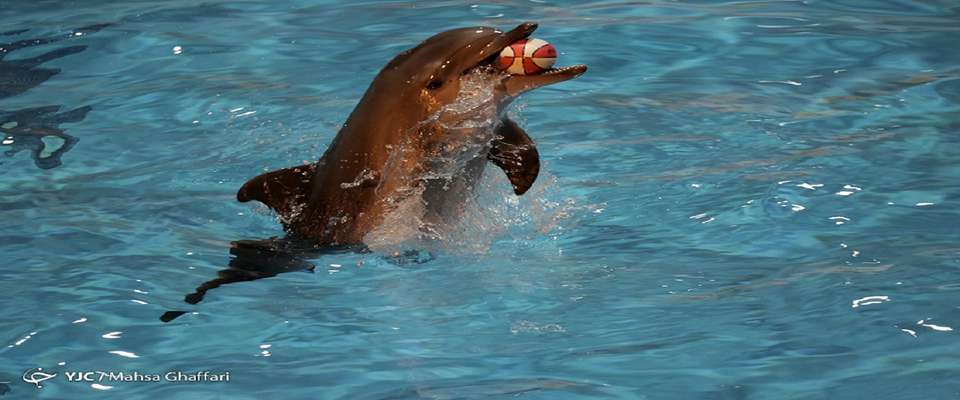 آخرین جزئیات درباره انتقال تنها دلفین دلفیناریوم برج میلاد به جزیره کیش