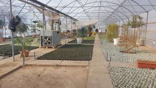 افزایش فضای گلخانه‌ای شهرداری منطقه یک تا ۲هزار متر مربع