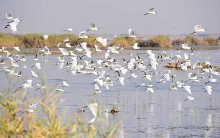 سرشماری پرندگان آبزی و کنار آبزی در تالاب ها و زیستگاه های آبی استان ایلام ادامه دارد