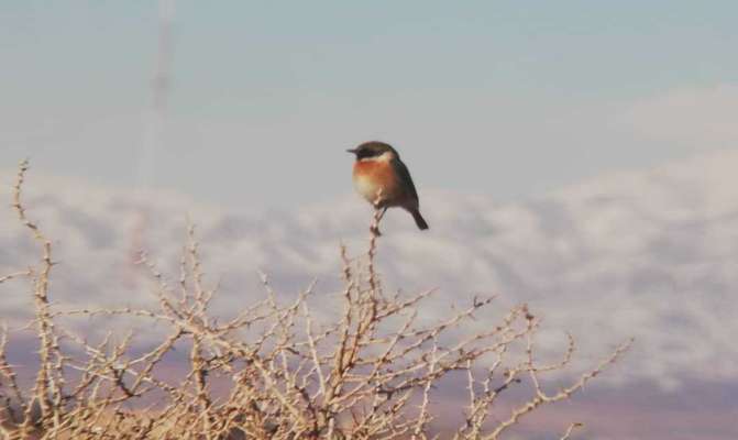 مشاهده پرنده چک اروپایی در تالاب الله آباد آبیک