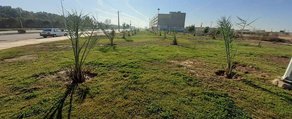 ۷۰ نخل ثمرده در پارک خطی توسط شهرداری خرمشهر کاشته شد