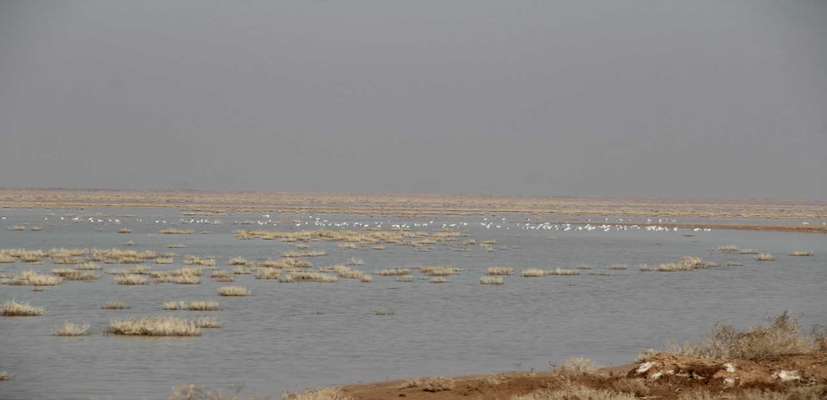 عدم مشاهده بیماری آنفولانزای فوق حاد پرندگان در زیستگاه های آبی استان قزوین