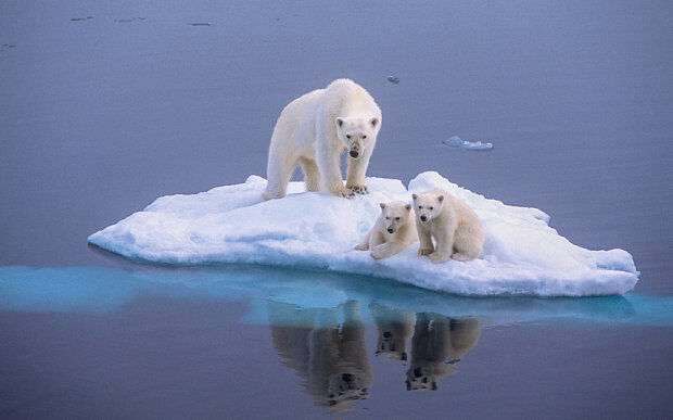 به مناسبت روز جهانی خرس‌های قطبی؛ذوب یخ‌ها و انقراض تدریجی خرس‌های قطبی