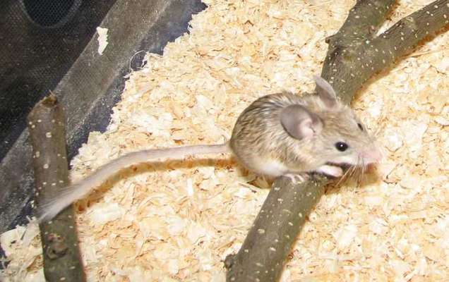 مشاهده گونه نادر موش زیبا در منطقه حفاظت شده امروله و دالاخانی