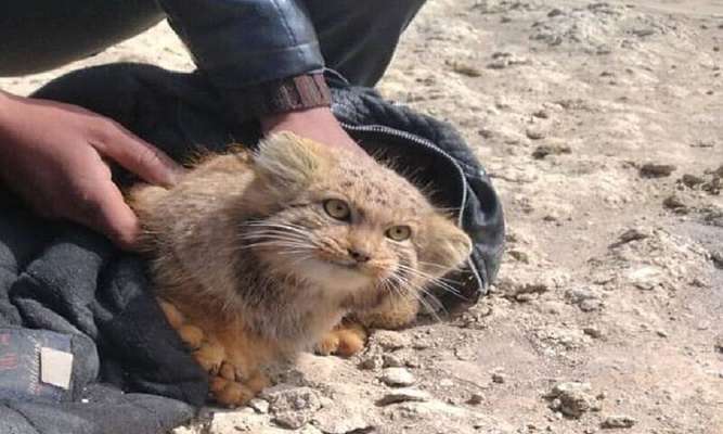 گونه کمیاب گربه پالاس در محدوده تالاب گاوخونی اصفهان رویت شد