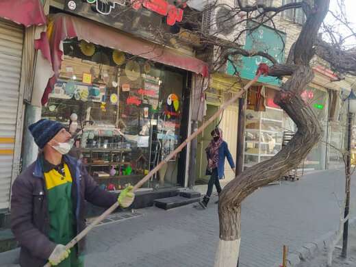 شروع عملیات هرس و جوان سازی درختان سطح حوزه شهرداری منطقه 2 تبریز