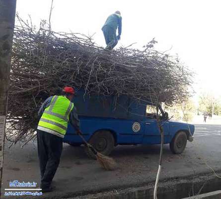 آماده سازی فضای سبز جنوب غرب تبریز؛ هرس درختان در دست اقدام