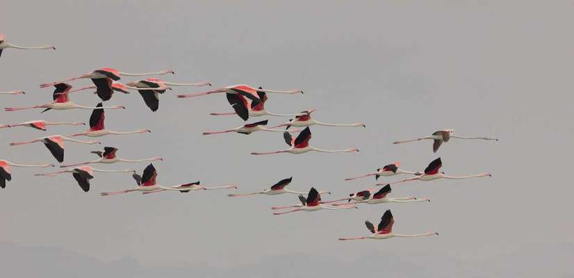 افزایش ۸ درصدی جمعیت پرندگان استان بوشهر