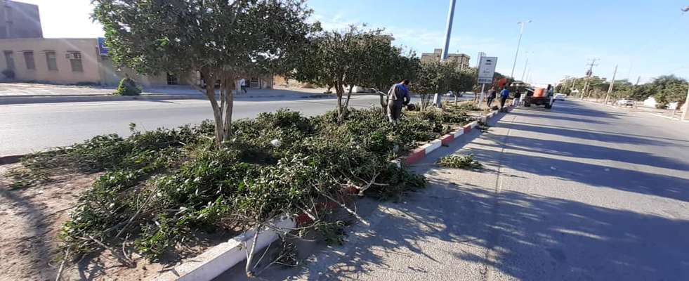 شهردارى خرمشهر  با فعال  سازى سه اكيپ عمليات هرس و فرم دهى درختان را آغاز كرد