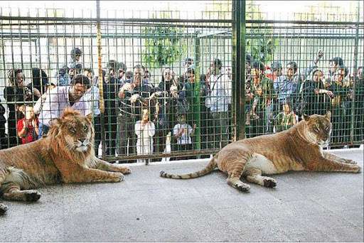 علت عدم تعطیلی باغ‌وحش‌های غیراستاندارد/ اعلام آمادگی برای خروج گونه‌های غیربومی به مراکز معتبر کشورهای دیگر