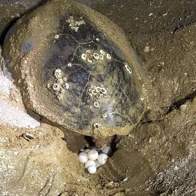 تخم‌گذاری لاکپشت‌های دریایی در نایبند بدون مزاحمت گردشگران