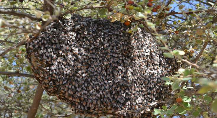 شناسایی 200 هزار گونه زنبور/ زنبورهای عسل رقیب حشرات گرده‌افشان