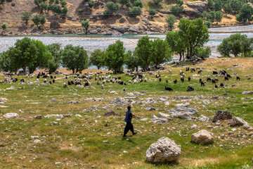 هدفگذاری برای رشد ۹ درصدی تولید محصولات کشاورزی توسط بنیاد مستضعفان