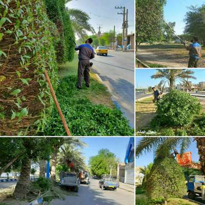 بازپیرایی ، هرس و فرم دهی درختان بصورت همزمان توسط سه اکیپ شهرداری خرمشهر