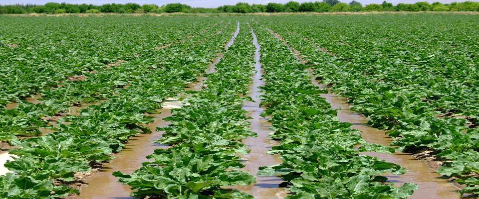 ۳۰۰ دشت کشور در بحران فرونشست قرار دارند/ ایران منبع اصلی ریز گردها شده است