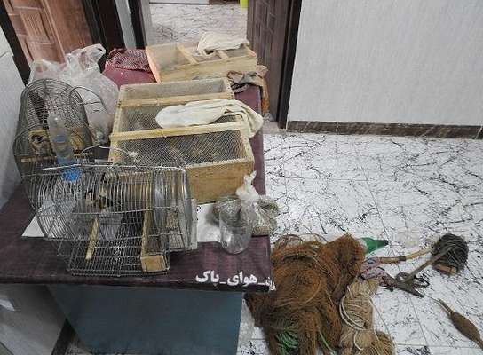 دستگیری متخلفان 26 پرنده سهره طلایی در شهرستان فریدونشهر
