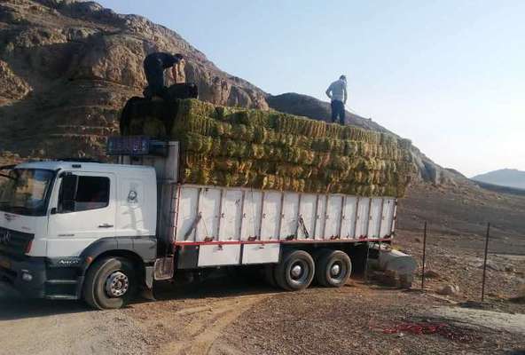 در یک ماه گذشته؛ بیش از 150 تن علوفه در مناطق تحت مدیریت حفاظت شده استان اصفهان توزیع شد