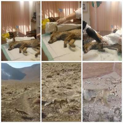 رهاسازی یک روباه وحشی پس از تیمار و درمان در شهرستان شاهین شهر و میمه